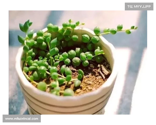 卷帘绿魔养护全攻略 五个关键技巧助你轻松保持健康生长